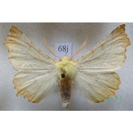 Ennomos alniaria (Linnaeus, 1758) male Latalec olszyniak Czech68j